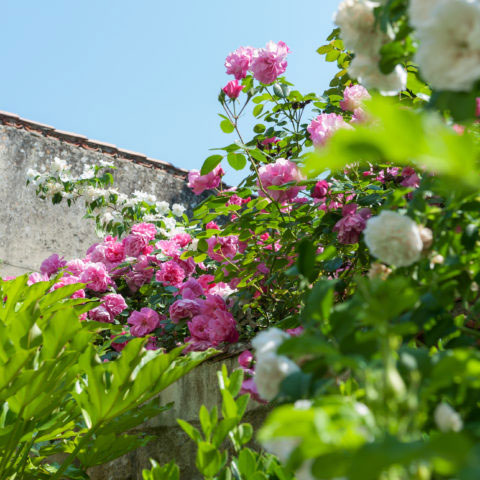Fleurs Jardin Maison d'Hôtes La Rochelle